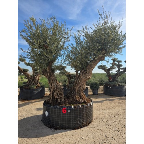 Olea bonsai doble ejemplar